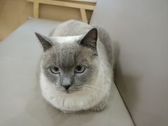-鼓捣猫呢主题猫咖店