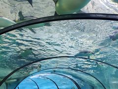 -珠海长隆海洋王国