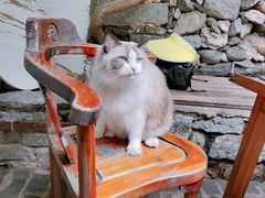 -喵屿·大理花园猫咖