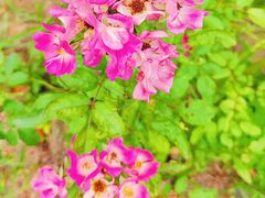 -九里河湿地公园