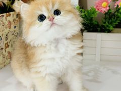 -小猫来了·猫舍(红山六九七九店)