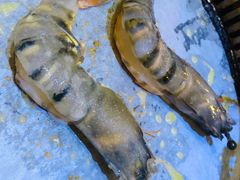-熊出没日本烧肉放题