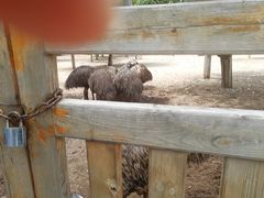 -大青山野生动物园