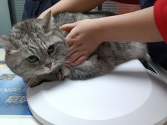 -伟伟宠物医院·CT影像中心·瑞派犬猫综合性门诊(汉口总院)