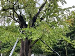 -上海佘山国家森林公园天马山园