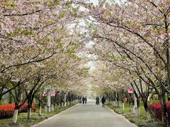 -高东镇樱花园