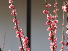 -无锡梅园公园