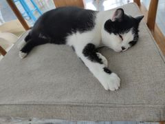 -喵屿·大理花园猫咖