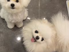 -美联众合动物医院·24h转诊中心