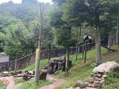-都江堰中华大熊猫苑