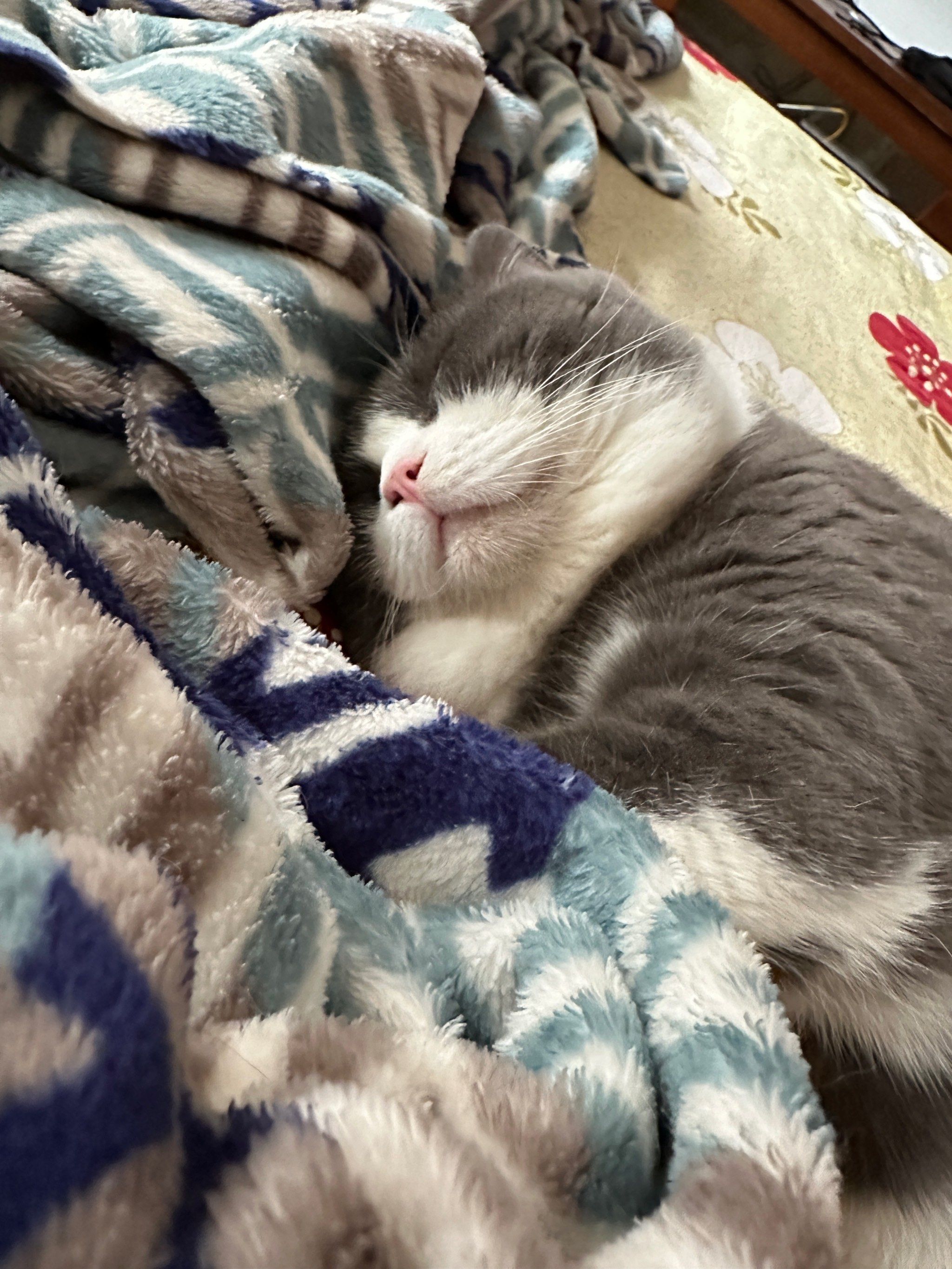 春困秋乏夏打盹儿 睡不醒的猫