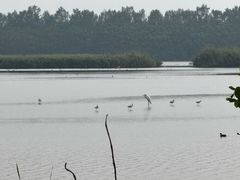 -大湾区中央湿地公园