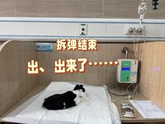 -北京观赏动物医院·24小时大型综合·猫专科·异宠专科