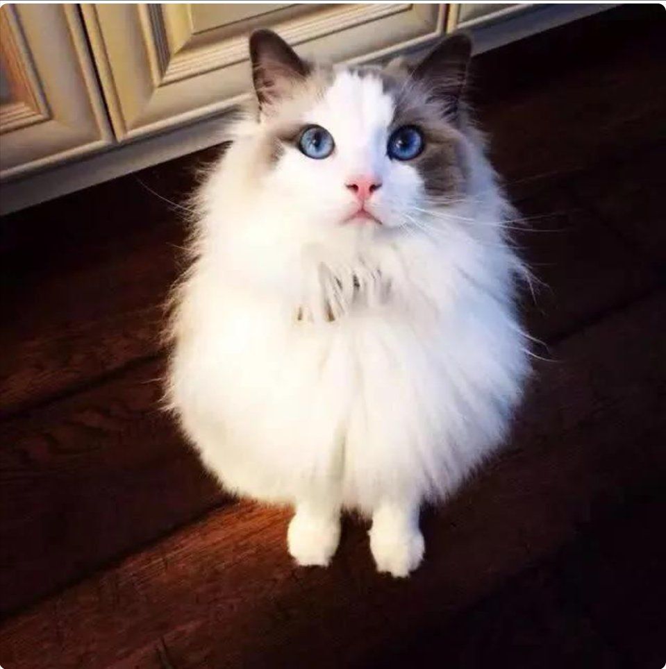 更喜欢蓝眼睛的猫咪