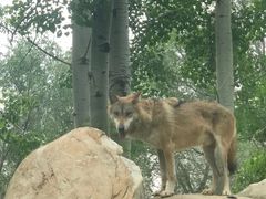 -北京野生动物园