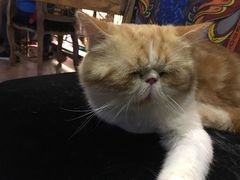 -more than meow吴止猫主题餐厅(承德 中船汇店)