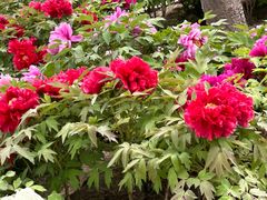 -莲花池公园