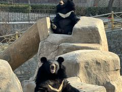 -石家庄市动物园