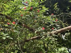 -温江公园
