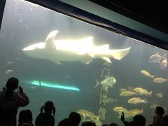 -洛阳龙门海洋馆