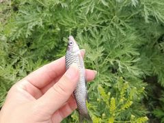 -白渔泡湿地公园