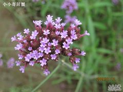 -紫海香堤香草艺术庄园