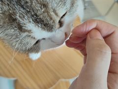 -怪兽屋·羊驼·猫咖·狗咖(俊华广场店)