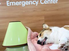 -爱侣宠医·鹦鹉专科·小型哺乳类·异宠专科(灵石路店)