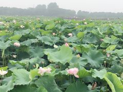 -荷塘月色湿地公园·向阳花洲