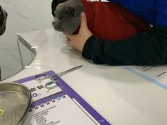 -伟伟宠物医院·CT影像中心·瑞派犬猫综合性门诊(汉口总院)