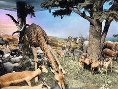 -国家自然博物馆