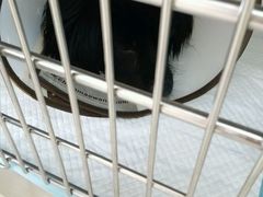 -艾贝尔宠物医院·24H转诊中心·肿瘤猫专科(江宁双龙店)