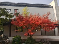 -秋霞圃