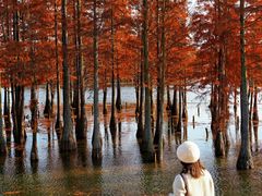 -白鹭湾湿地公园