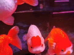 -三旗百汇商品城