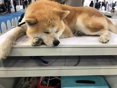 -东浩兰生上海世博展览馆