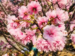 -天适樱花悠乐园