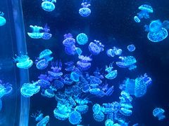 -欢乐海岸海洋奇梦馆
