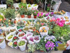 -循礼门鲜花花市(武汉循礼门店)