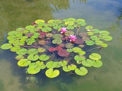 -莲花池公园