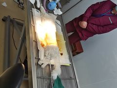 -瑞派雷欧宠物医院·中兽医·眼科·急重症转诊中心(黄台店)