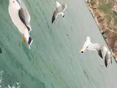 -长岛万鸟岛