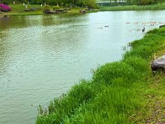 -贡湖湾湿地公园