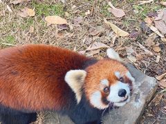 -合肥野生动物园