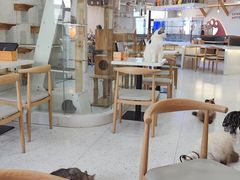 -喵园·猫主题咖啡厅·撸猫·猫咖(国贸店)