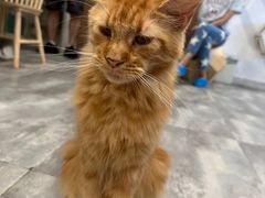 -楼上猫咖(罗湖店)