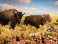 -陕西自然博物馆