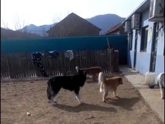 -趣玩宠物乐园寄养训犬训狗游泳池