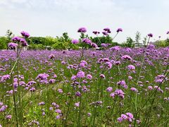 -杭州城北体育公园