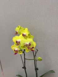 点击看大图 体验前-杭州米兰柏羽医疗美容医院